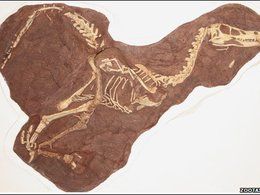 Velociraptor’s cousin discovered