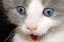 Kittens and Tiger Woods’ Sexts