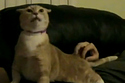 Trololololo Cat