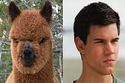Taylor Lautner’s Alpaca Doppleganger