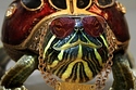 Bling Turtle