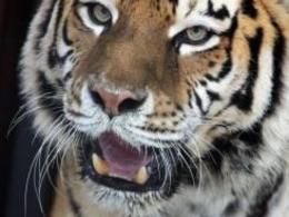 China zoo shut amid tiger parts harvest allegation