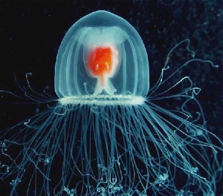 Immortal Specie In The Kingdom Animalia!