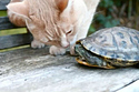 Cats and Turtles: A Video Tribute
