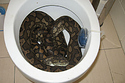 Snakes in a Drain!