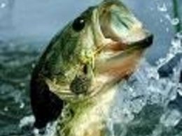All Fish Tested from U.S. Streams Found Contaminated with Mercury